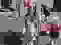120955149_341498183626247_9079115546764723619_n.jpg